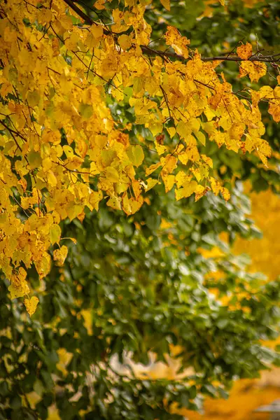 Yellow and green linden leaves. Autumn leaves in different colors. Tree leaves in autumn