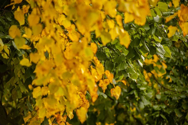 Yellow and green linden leaves. Autumn leaves in different colors. Tree leaves in autumn