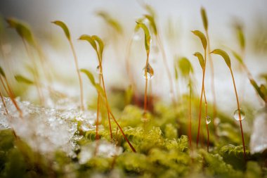 Kar altında yeşil yosun. Yosun ormanında bir kar tabakası
