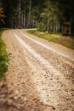 Ormanda Sakin Sonbahar Yolculuğu. Sonbahar ormanı boyunca sakin ormanlık alan, kırsal kesime yolculuk. Izgara orman yolu.