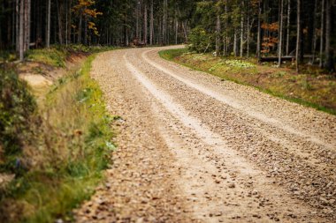 Ormanda Sakin Sonbahar Yolculuğu. Sonbahar ormanı boyunca sakin ormanlık alan, kırsal kesime yolculuk. Izgara orman yolu.