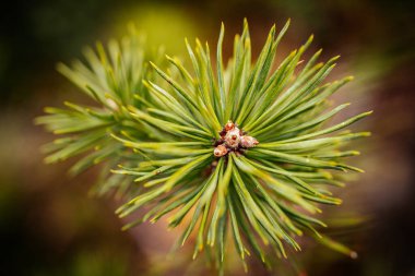 Canlı Sarı Çiçek Taze Botanik Ortamı 'nda. Taze yeşil yapraklarla çevrili canlı sarı bir çiçek..