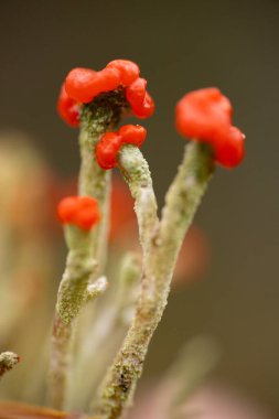 Lichen, sporların oluştuğu meyve veren vücutlar. Cladonia türünde kırmızı meyve gövdeleri