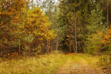 Ormandaki Altın Sonbahar Yeşilliği: Bokeh ile Sarı Yapraklar 'ın Yakın Çekimi. Ormandaki altın yapraklar. Bokeh, yakın plan, makro. Sarı yapraklar, sonbahar güzelliği.