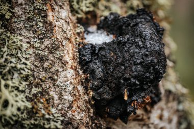 Letonya 'nın en güzel sonbahar ormanları. Karışık ağaçlar ve güzel renkler..