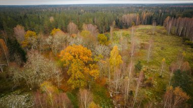 Letonya 'nın en güzel sonbahar ormanları. Karışık ağaçlar ve güzel renkler..