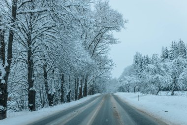 Karla kaplı ağaçlarla dolu soğuk bir ormanın içinden geçen soğuk bir yol. Karlı ormanda kış yolu, ağaçlar ve soğuk hava..