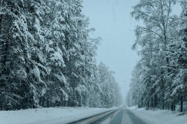 Karla kaplı ağaçlarla dolu soğuk bir ormanın içinden geçen soğuk bir yol. Karlı ormanda kış yolu, ağaçlar ve soğuk hava..