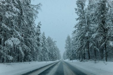 Karla kaplı ağaçlarla dolu soğuk bir ormanın içinden geçen soğuk bir yol. Karlı ormanda kış yolu, ağaçlar ve soğuk hava..
