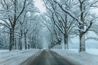 Karla kaplı ağaçlarla dolu soğuk bir ormanın içinden geçen soğuk bir yol. Karlı ormanda kış yolu, ağaçlar ve soğuk hava..