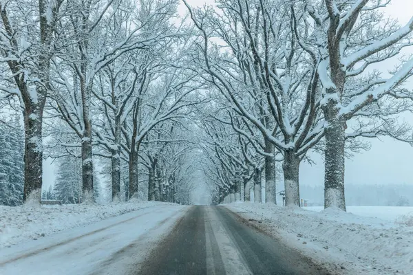 雪に覆われた木々と寒い森を通るワイナリーパス 雪の森を通る冬の道 並べられた木および冷たい温度 ロイヤリティフリーのストック画像