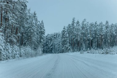 Karla kaplı ağaçlarla dolu soğuk bir ormanın içinden geçen soğuk bir yol. Karlı ormanda kış yolu, ağaçlar ve soğuk hava..