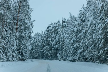 Karla kaplı ağaçlarla dolu soğuk bir ormanın içinden geçen soğuk bir yol. Karlı ormanda kış yolu, ağaçlar ve soğuk hava..