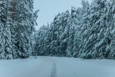 Karla kaplı ağaçlarla dolu soğuk bir ormanın içinden geçen soğuk bir yol. Karlı ormanda kış yolu, ağaçlar ve soğuk hava..