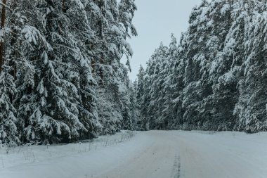 Karla kaplı ağaçlarla dolu soğuk bir ormanın içinden geçen soğuk bir yol. Karlı ormanda kış yolu, ağaçlar ve soğuk hava..