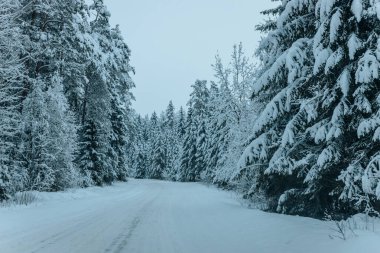 Karla kaplı ağaçlarla dolu soğuk bir ormanın içinden geçen soğuk bir yol. Karlı ormanda kış yolu, ağaçlar ve soğuk hava..