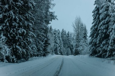 Karla kaplı ağaçlarla dolu soğuk bir ormanın içinden geçen soğuk bir yol. Karlı ormanda kış yolu, ağaçlar ve soğuk hava..