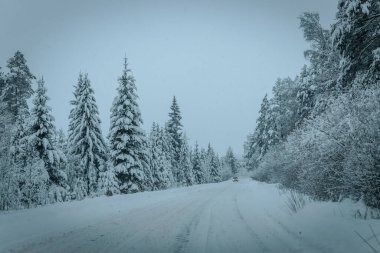 Karla kaplı ağaçlarla dolu soğuk bir ormanın içinden geçen soğuk bir yol. Karlı ormanda kış yolu, ağaçlar ve soğuk hava..