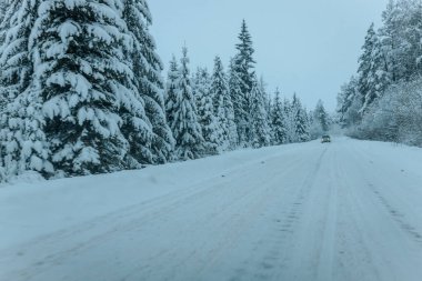 Karla kaplı ağaçlarla dolu soğuk bir ormanın içinden geçen soğuk bir yol. Karlı ormanda kış yolu, ağaçlar ve soğuk hava..