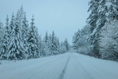 Karla kaplı ağaçlarla dolu soğuk bir ormanın içinden geçen soğuk bir yol. Karlı ormanda kış yolu, ağaçlar ve soğuk hava..