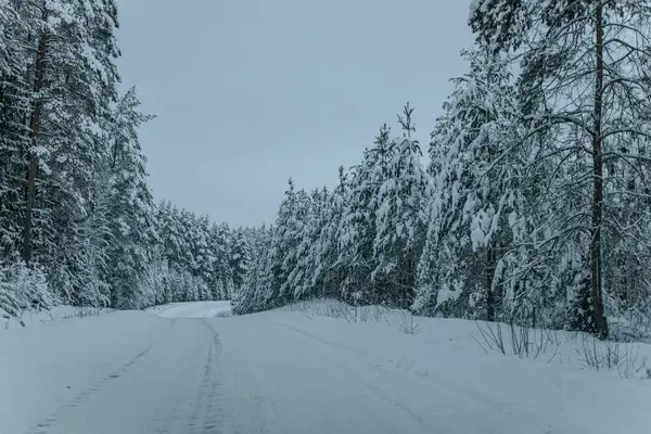 A Wintry Path Through a Chilly Forest with Snow Covered Trees. Winter road through snowy forest, tree lined and cold temperature.