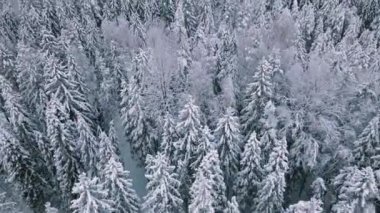 Kar kışın ağaçları kapladı. Letonya kış ormanları