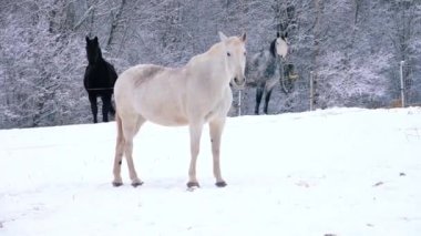 Atlar kışın dışarı çıktı. Evin büyük evcil hayvanları. At yetiştiriciliği..
