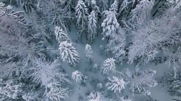 Snötäckta Träd Vintern Lettiska Vinterskogar — Stockvideo