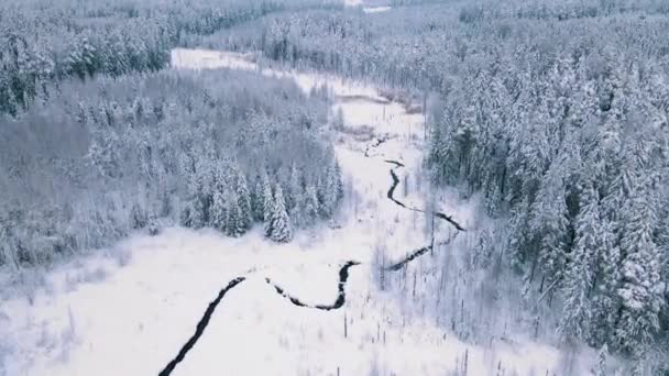 Árboles Cubiertos Nieve Invierno Bosques Invierno Letones — Vídeos de Stock