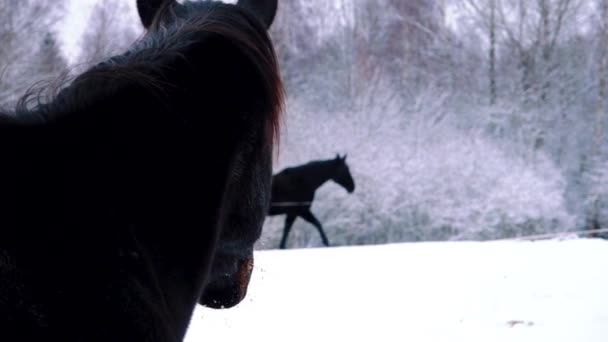 Лошади Вышли Улицу Зимой Большие Домашние Животные Разведение Лошадей — стоковое видео
