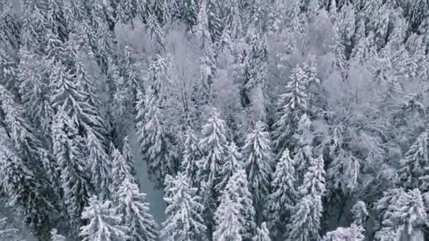 Árboles Cubiertos Nieve Invierno Bosques Invierno Letones — Vídeos de Stock
