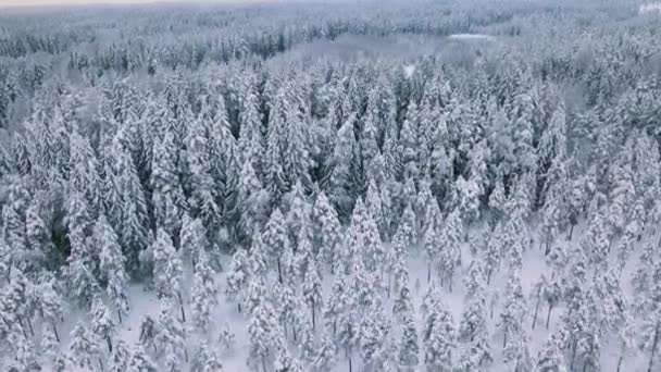 Snötäckta Träd Vintern Lettiska Vinterskogar — Stockvideo