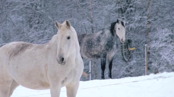 Konie Wychodziły Zimą Zewnątrz Duże Zwierzątka Domowe Hodowla Koni — Wideo stockowe