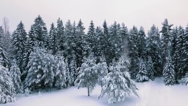 Sneeuw Bedekt Bomen Winter Letse Winterbossen — Stockvideo