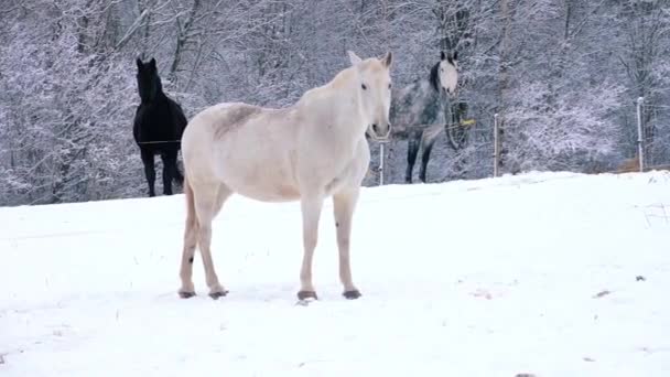 Άλογα Περπατούσαν Έξω Χειμώνα Μεγάλα Κατοικίδια Του Σπιτιού Εκτροφή Αλόγων — Αρχείο Βίντεο