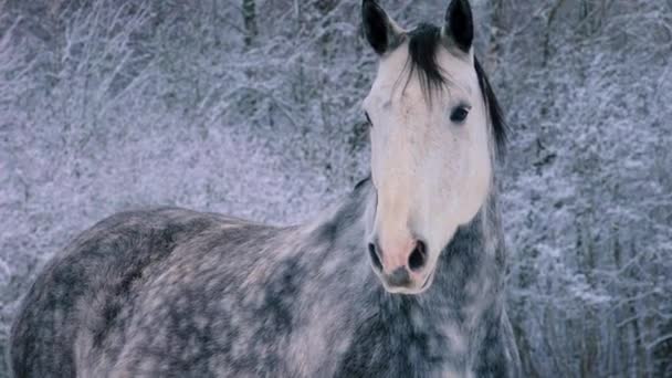 马走在外面 房子里的大宠物养马 — 图库视频影像