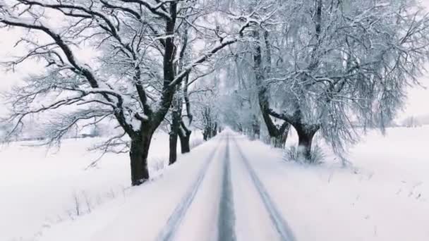Заснеженная Проселочная Дорога Аллея Деревьев Зимой — стоковое видео