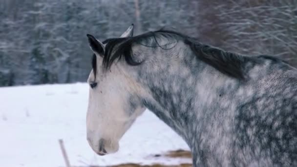 馬は冬に外に出ました その家の大きなペット 馬の繁殖について — ストック動画