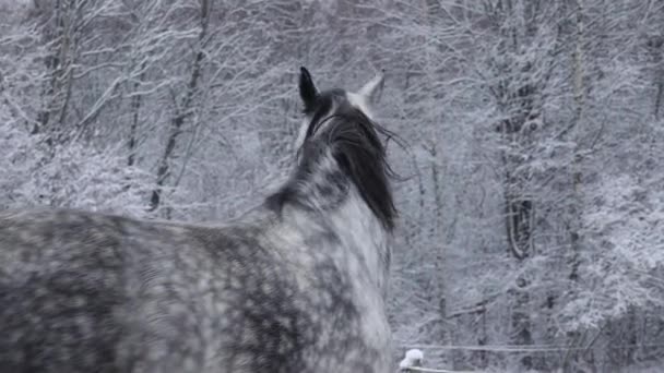 Hästar Gick Utomhus Vintern Husets Stora Husdjur Hästavel — Stockvideo