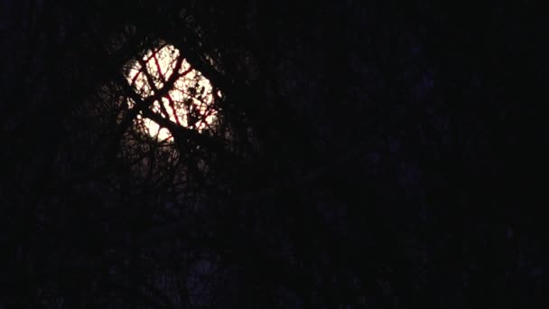 Місяць Між Гілками Дерев Взимку Зимове Місячне Світло Гілках Дерев — стокове відео