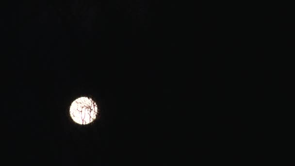 Φεγγάρι Ανάμεσα Κλαδιά Δέντρων Χειμώνα Χειμώνας Σεληνόφως — Αρχείο Βίντεο