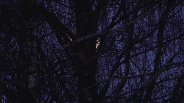 Hold Között Faágak Télen Téli Holdfény Fák Ágain — Stock videók