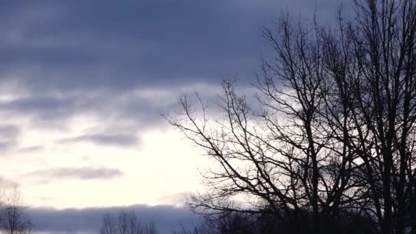 Winterwolken Boomtakken Time Lapse Met Snelle Blauwe Wolken Ochtend — Stockvideo
