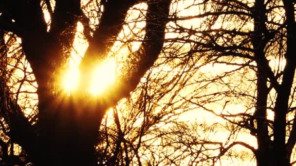 Золотий Схід Сонця Між Гілками Дерев Взимку Зимовий Схід Сонця — стокове відео