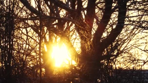 Zlatý Východ Slunce Mezi Větvemi Stromů Zimě Zimní Východ Slunce — Stock video