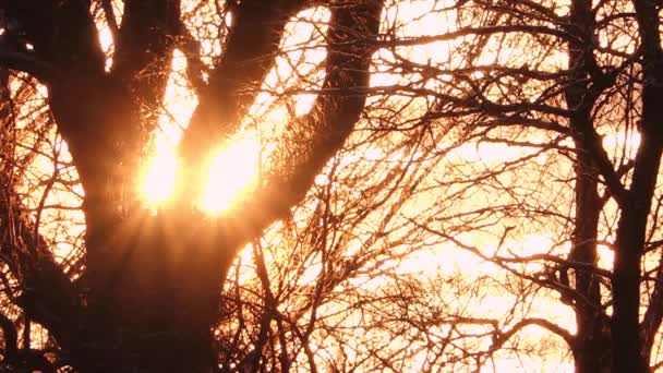 Ağaç Dallarından Geçen Çarpıcı Güneş Işığı Doğal Güneş Işığı Olan — Stok video