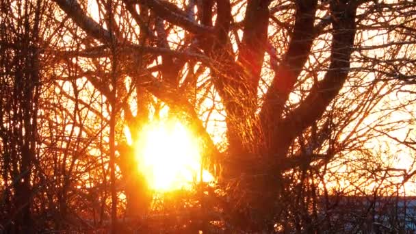 Драматичне Сонячне Світло Крізь Гілки Дерев Фільм Жахів Природним Сонячним — стокове відео