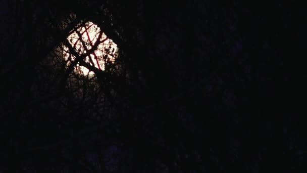 戏剧化的月光穿过树枝 带有自然月光的恐怖片 — 图库视频影像