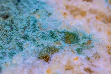 Ekmek kalıbı. Güzel küf. Küf sporları, makro. Küf açık, sarı, şeffaf..