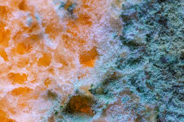 Ekmek kalıbı. Güzel küf. Küf sporları, makro. Küf açık, sarı, şeffaf..